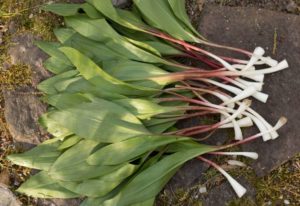 foraging for ramps and morels- images courtesy of Wild Edible