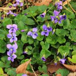 Common Violets - image courtesy of Wild Edible