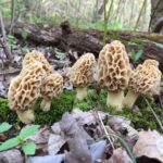 Morel Magic