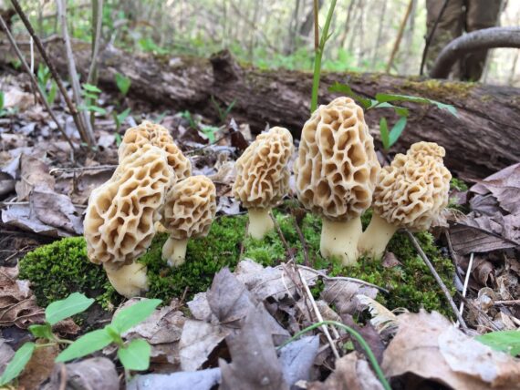 Morel Magic