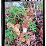 Morel puzzle perfect patch