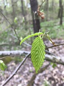 Young Elm leaf