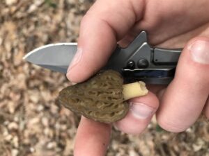 morel field knife
