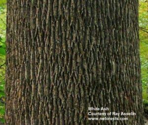 White Ash Bark - Photo courtesy of Ray Asselin www.neforests.com
