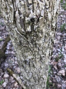 Young Elm Closeup