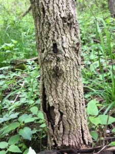 Young Elm