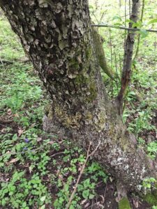 Apple tree