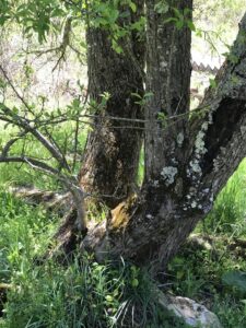 old apple tree with morels