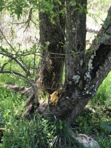 Apple tree
