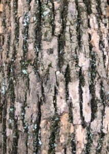 Ash tree bark