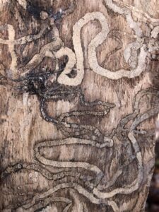 Ash Borer Disease