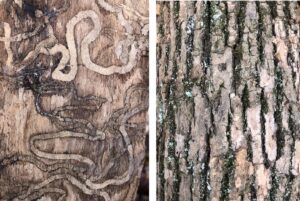 Ash Tree Bark and bore marks