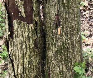 elm bark
