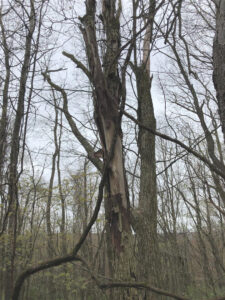 Ash Tree