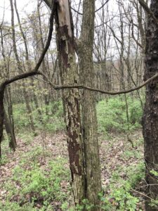 Elm Tree
