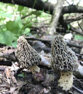 Indiana morels