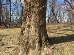 Tulip Tree Bark - Photo Courtesy of Elijah Whitcomb - NTS