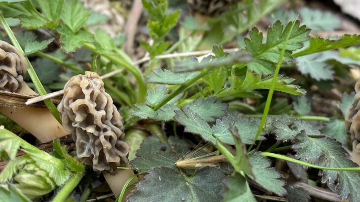 Merry Mushrooms  Carolina Apple Tree