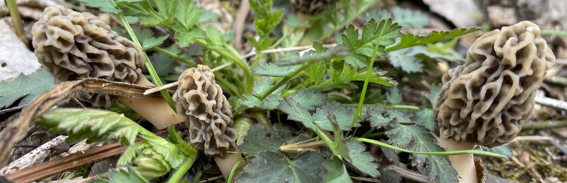 The Trees of the Morel