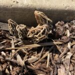 California mulch morels