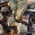 Watkinsville Georgia 3/18/21