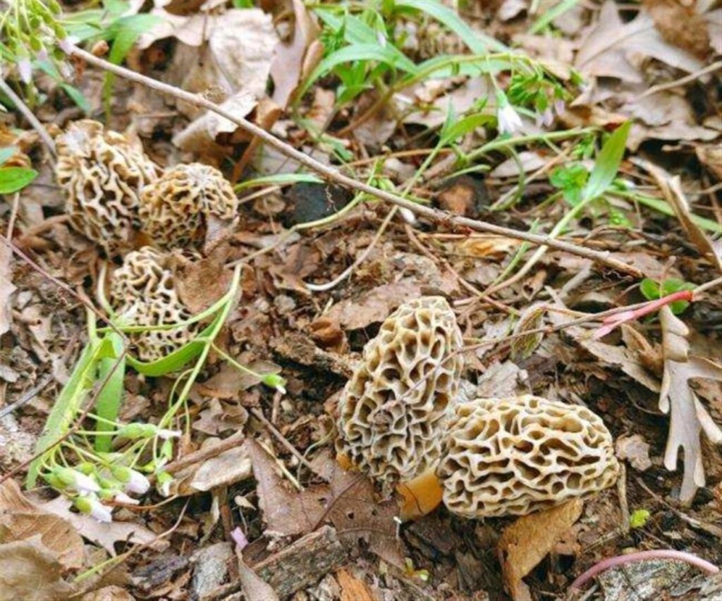 yellow cream morels slang terms for morel hunters