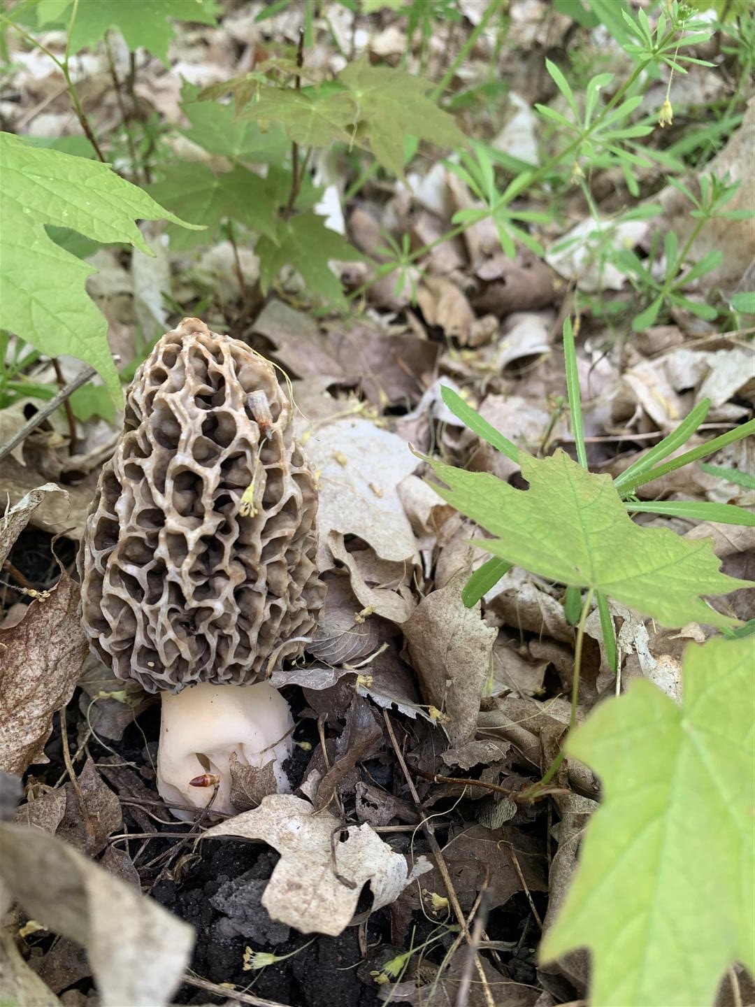 to The Great Morel The Great Morel