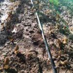 growing morels