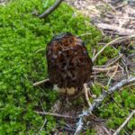 Black morel