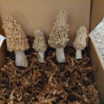 morel soap set