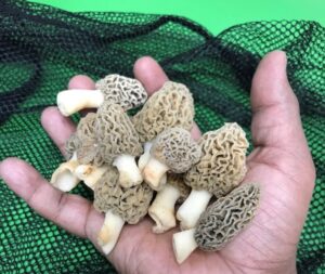 morel mesh bag