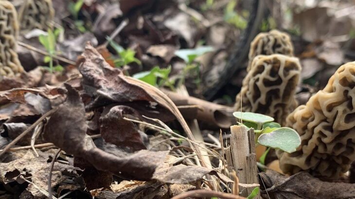 Harvesting morels correctly