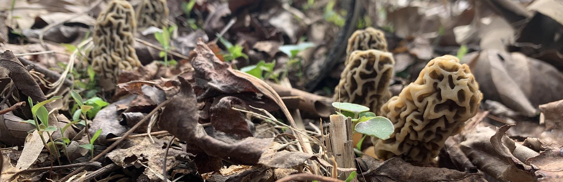 Harvesting morels correctly