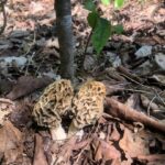Morels and Mayapples