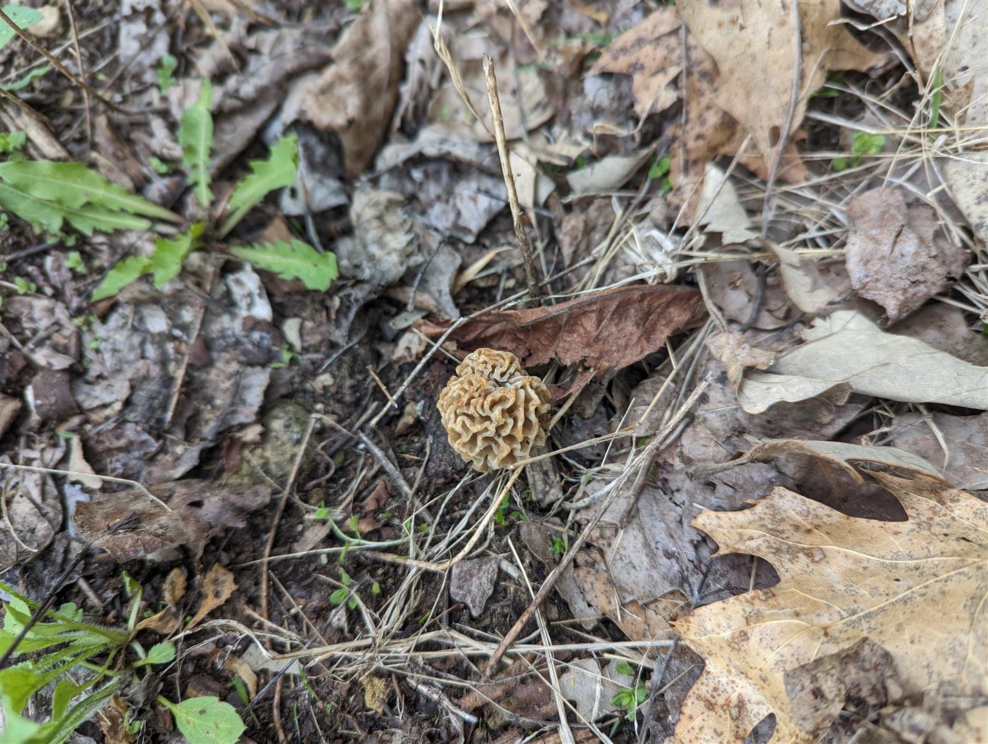 56062 Madelia, MN 05/13/2023 The Great Morel