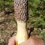 Morel Hiking Stick