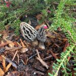 landscape morels