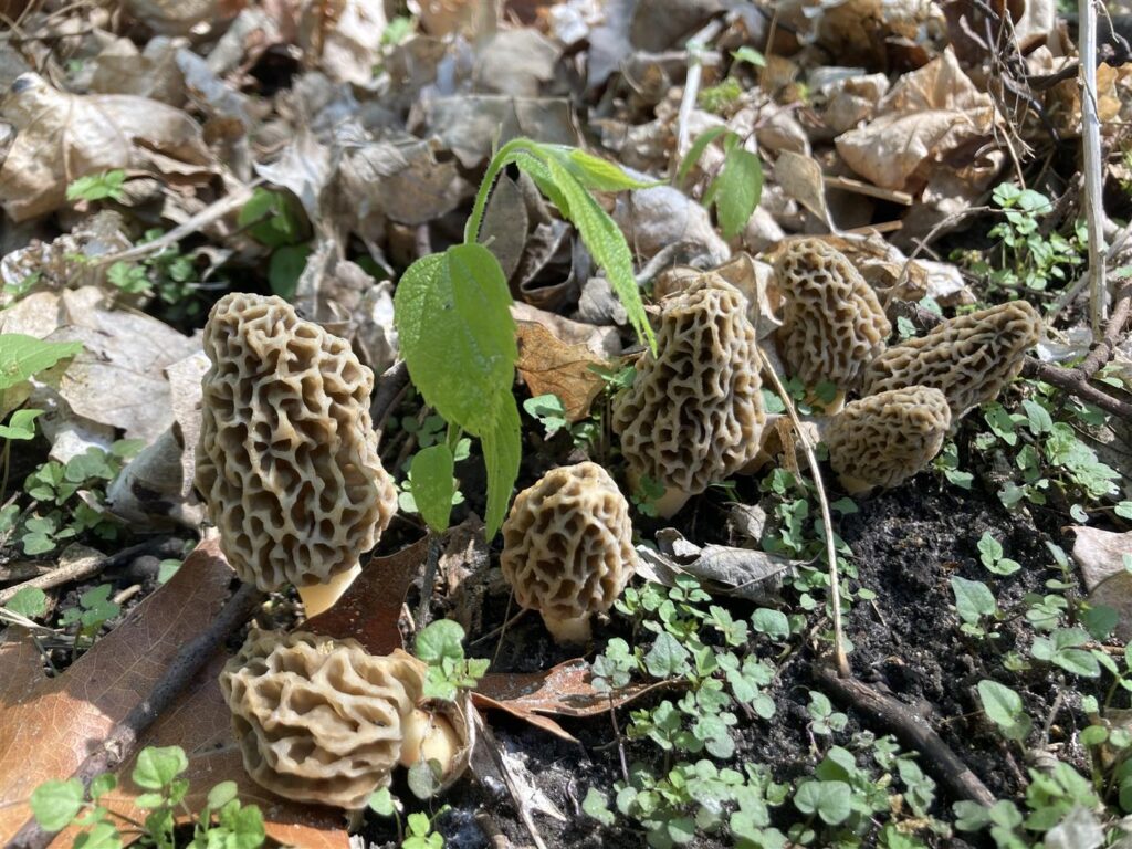 morel mushroom hunting Morel mushroom cluster