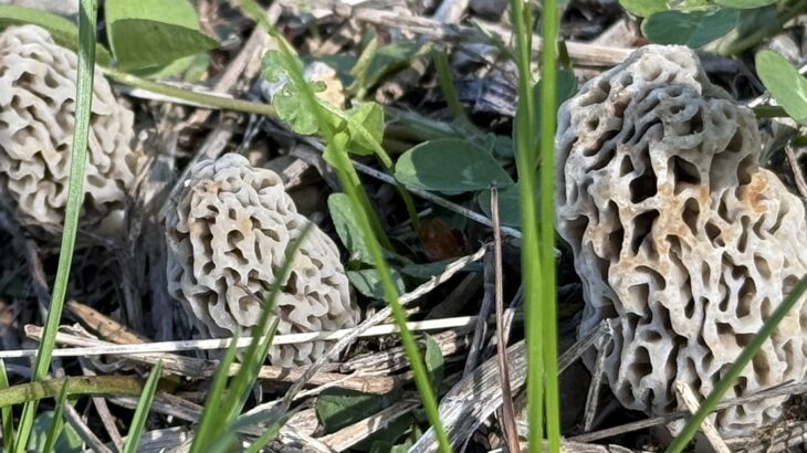 Why I hunt Morels