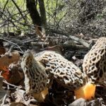 Finding a new morel patch