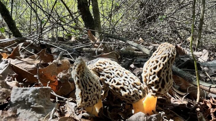 Finding a new morel patch