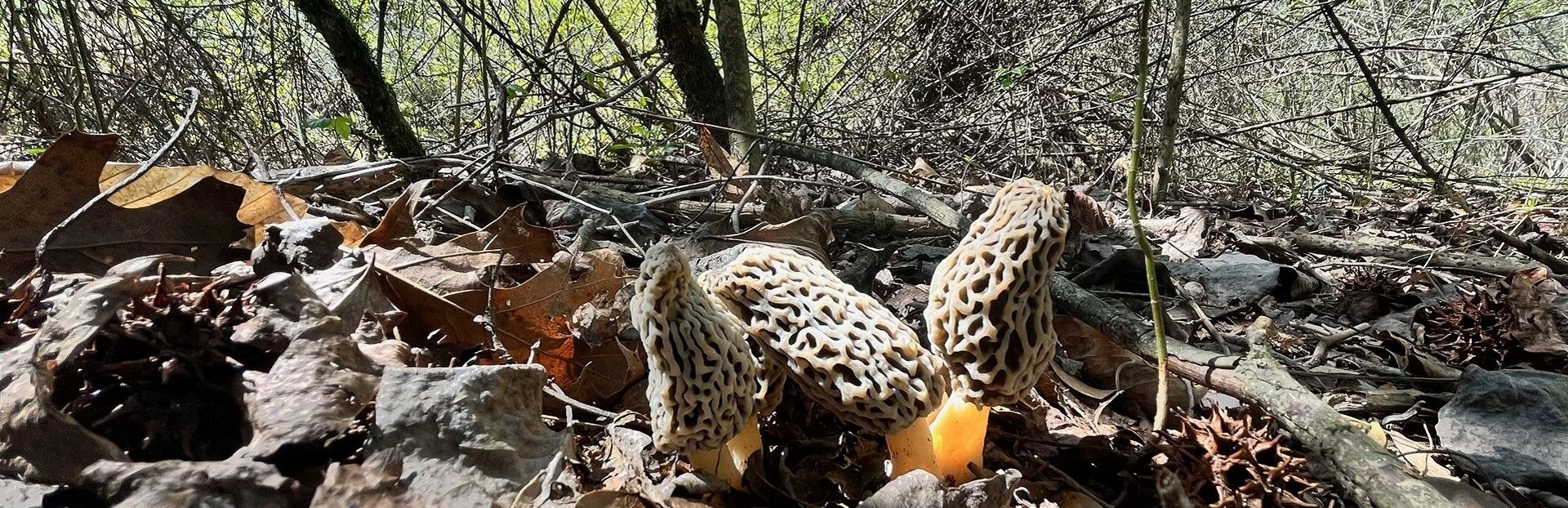 Finding a new morel patch