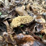 Oklahoma morels
